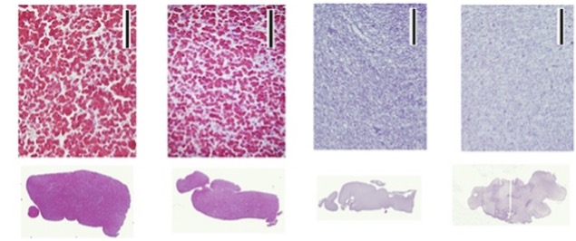 4-panel microscopy showing tissue analogs